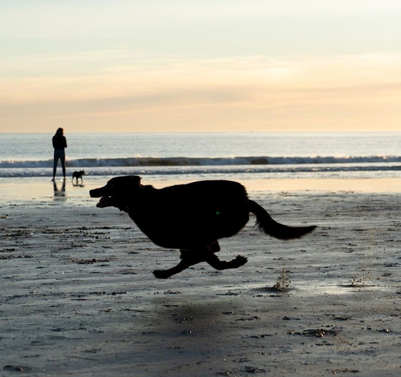 Moj pas je brz, ali kamera je brža