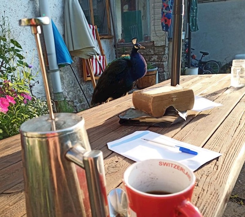 "Kava s paunom- ako ste se ikad mislili koji je najbolji način za započeti dan"