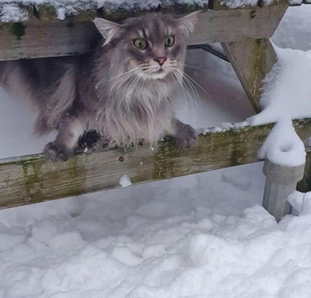"Njezin prvi snijeg. Mislim da do proljeća neće izaći iz kuće"