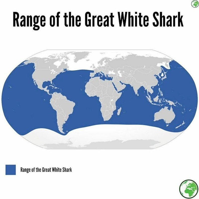 Velika bijela psina kreće se unutar plavog pojasa