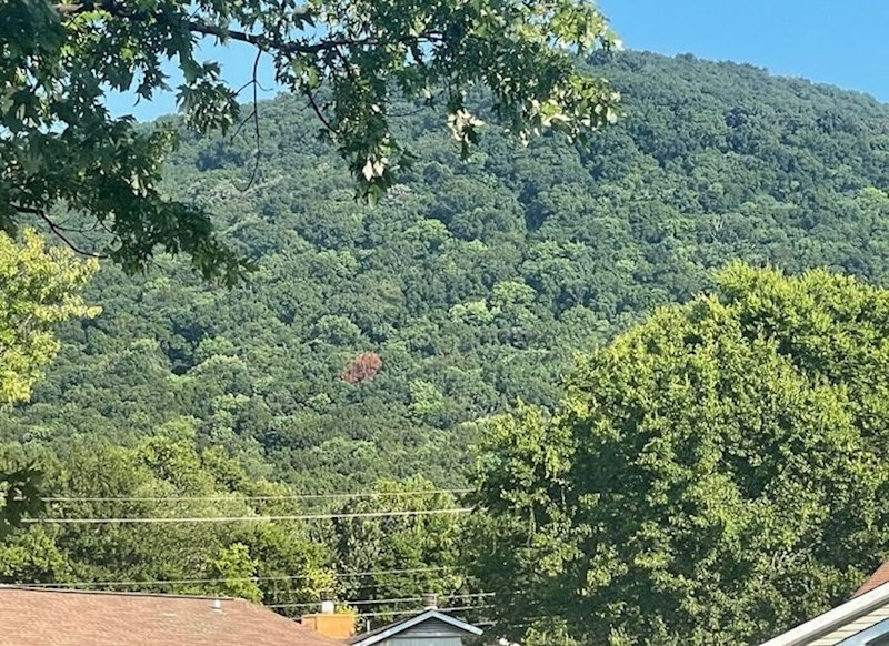 5. Jedno smeđe stablo usred zelenila