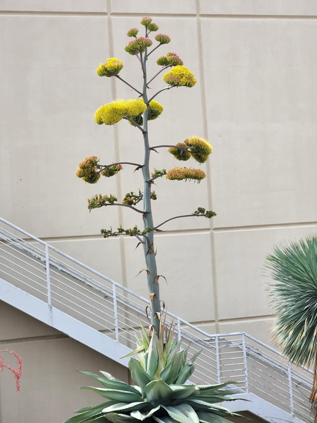 Agava je iznenada procvjetala i izgleda kao neki vanzemaljski kaktus