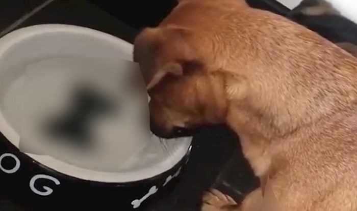 VIDEO Psa je zbunio detalj na dnu posude s vodom, morate vidjeti što sve čini da ga se dočepa