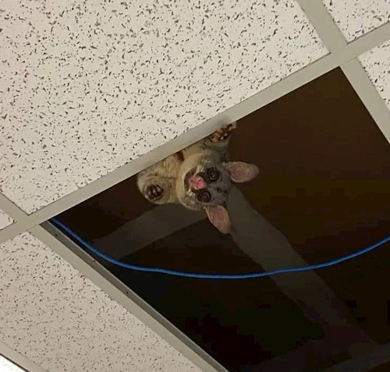 Stanari, govori vam Veliki Oposum!