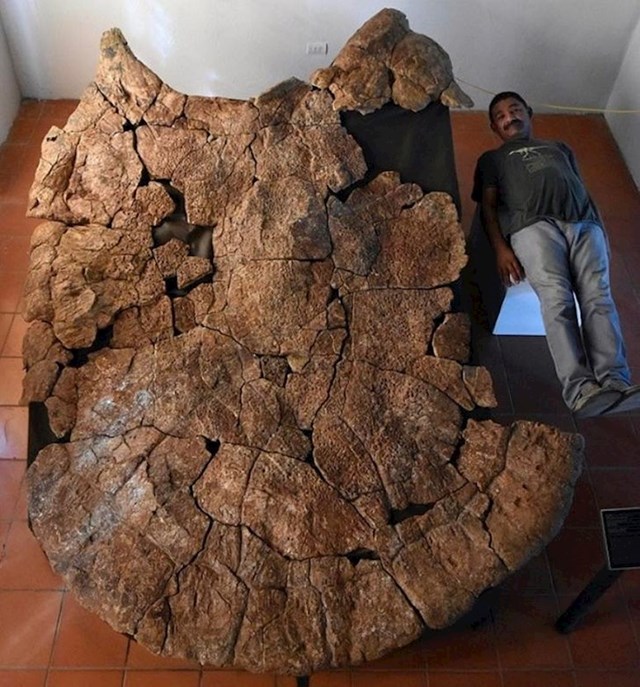 Ovo je fosil kornjače veličine automobila koja je nekoć živjela u Južnoj Americi.