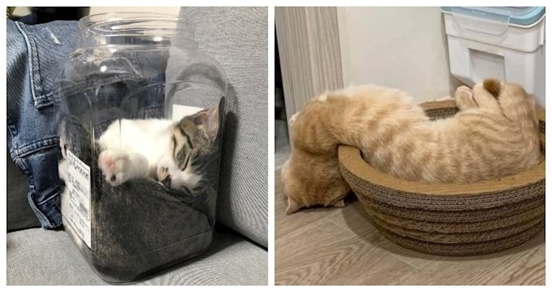 13 dokaza da su mačke bića s drugog planeta i ne podliježu nama poznatim zakonima fizike