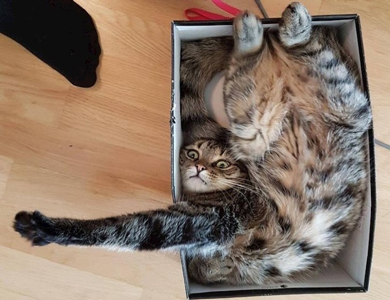 Mačka koja je malo precijenila svoje sposobnosti