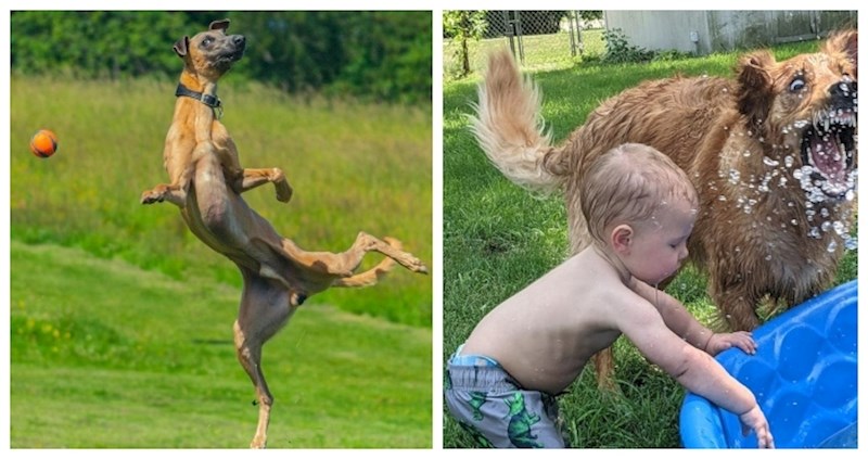 12 fotki uhvaćenih u pravom trenutku i koje su sve smješnije što ih duže gledate