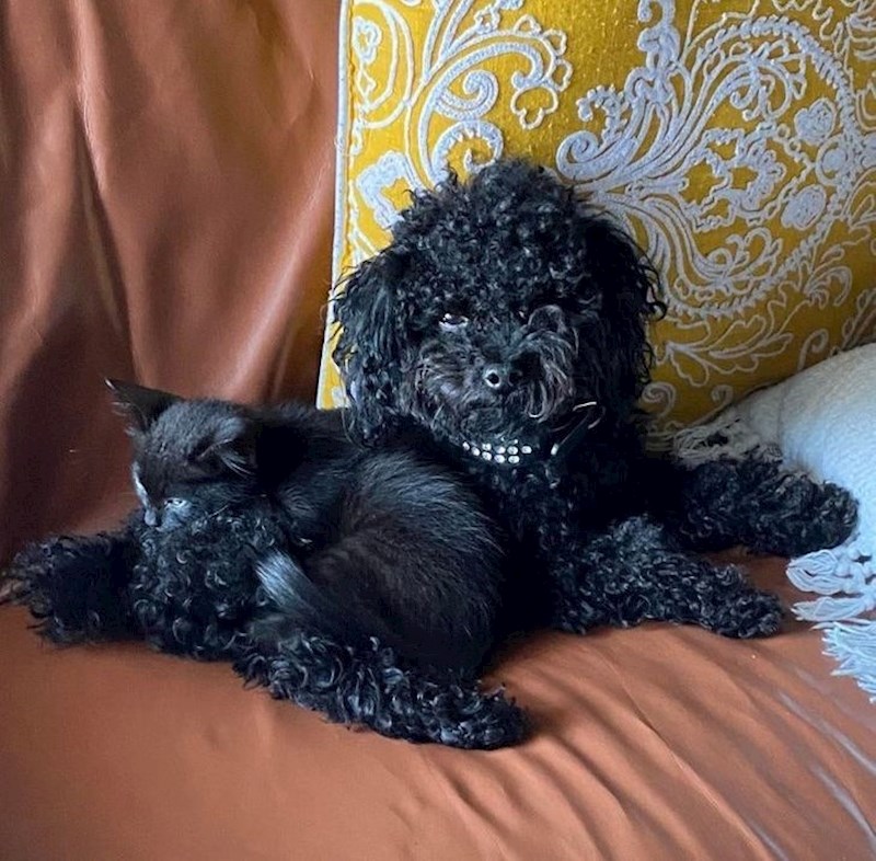 Pas ima zavidno bijele zube ili??