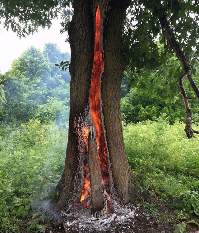 Stablo izgara iznutra nakon udara munje