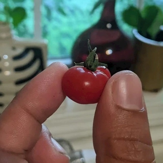 Mini rajčica, a nije cherry!