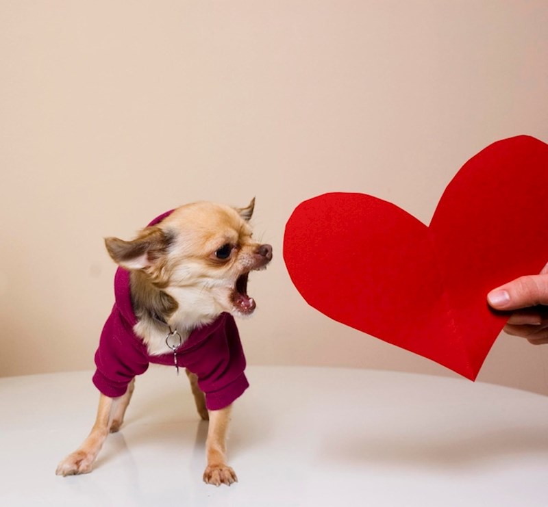 "Rekao sam NE Valentinovu!!!"