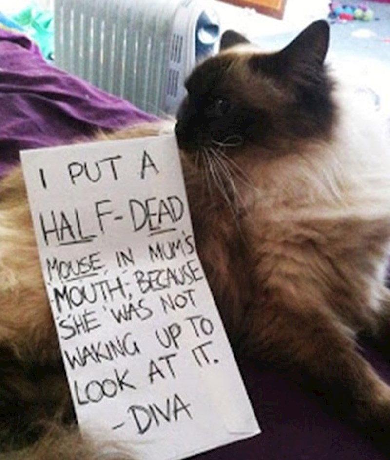 Stavio sam polumrtvog miša mami u usta jer se nije odmah probudila kada sam joj ga donio da ga vidi.