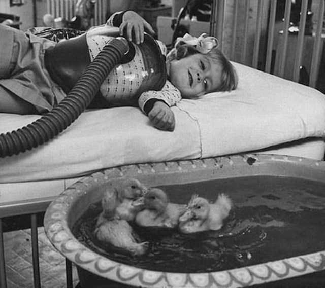Životinje koje se koriste kao dio medicinske terapije, 1956