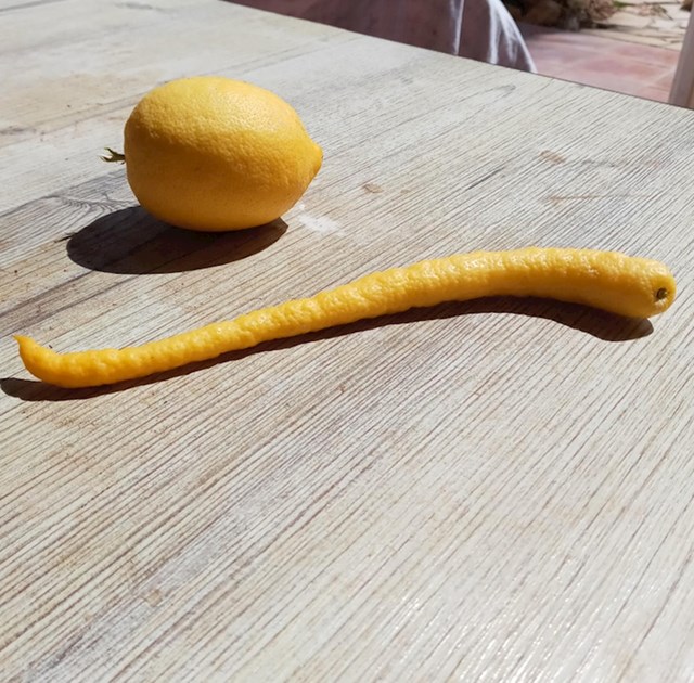 Limun iz našeg vrta