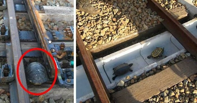 Prolaz za kornjače spriječio je mnoge nesreće i sačuvao živote ljudi i životinja