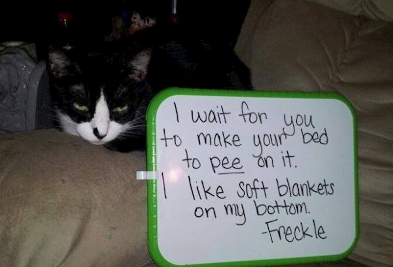 Pričekam da napraviš krevet samo da bi se mogao popiškiti u njega