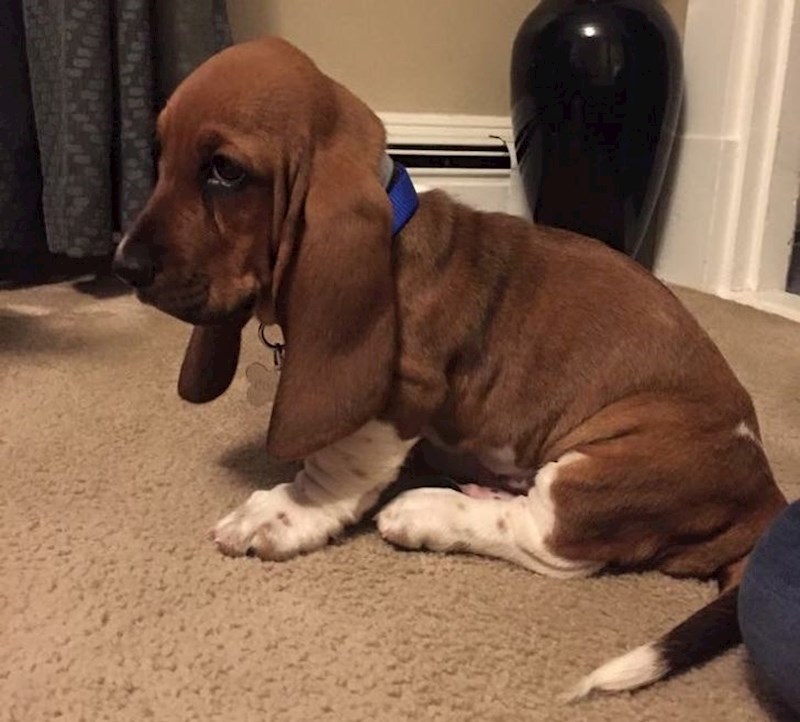 "Ja nisam htio psa, a žena jest. Pa smo našli kompromis i upoznajte Maxa!"