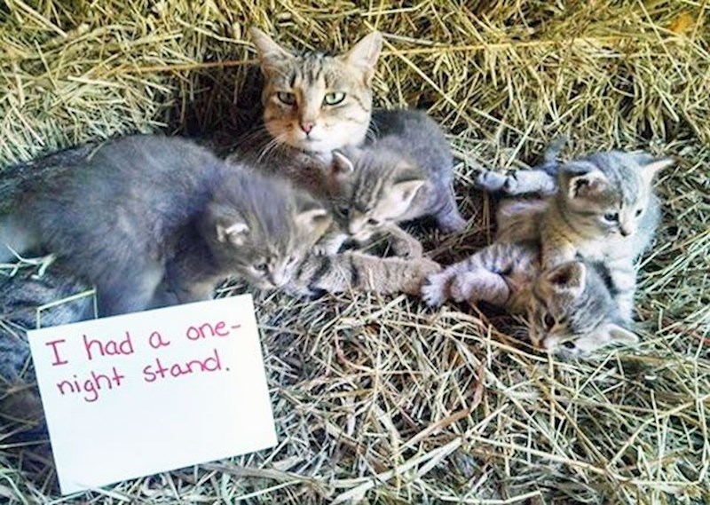 Imala sam aferu za jednu večer