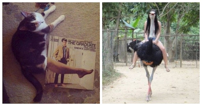 15 puta kada su ljudi fotkali životinje u savršenom trenutku i pritom zbunili sebe i sve ostale