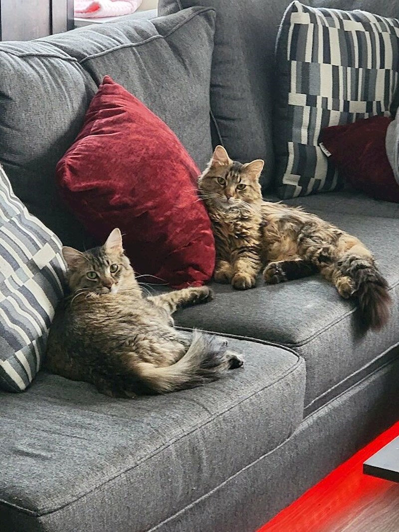 Sudeći po pogledu, izgleda da ćemo morati napraviti novi dnevni boravak jer je ovaj njihov