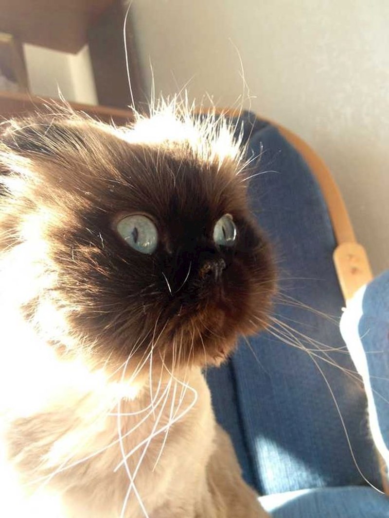 Izgleda kao kad u crtiću nekome eksplodira petarda ispred očiju