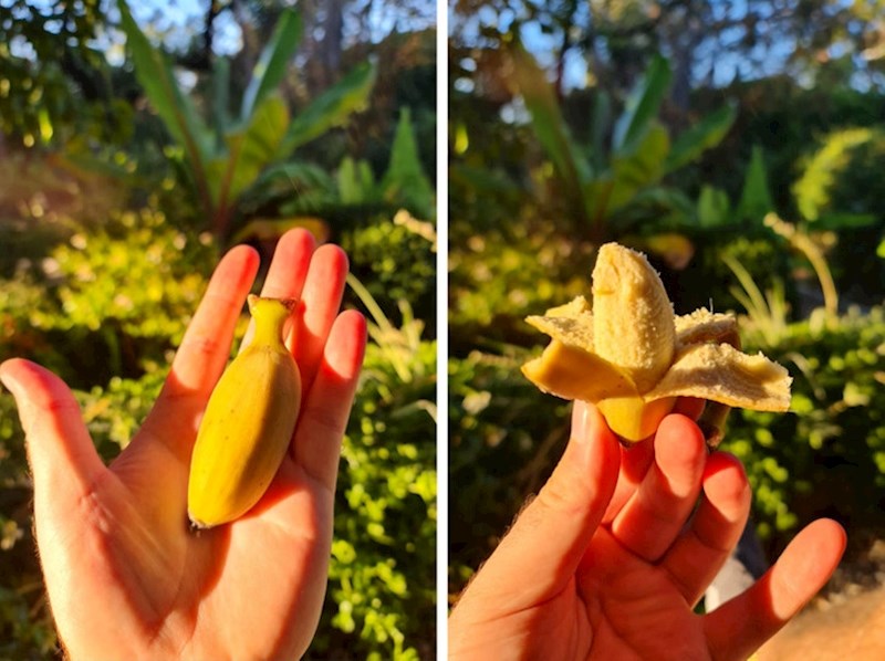 "Zašto bih kupovala namirnice kada mogu imati domaće"