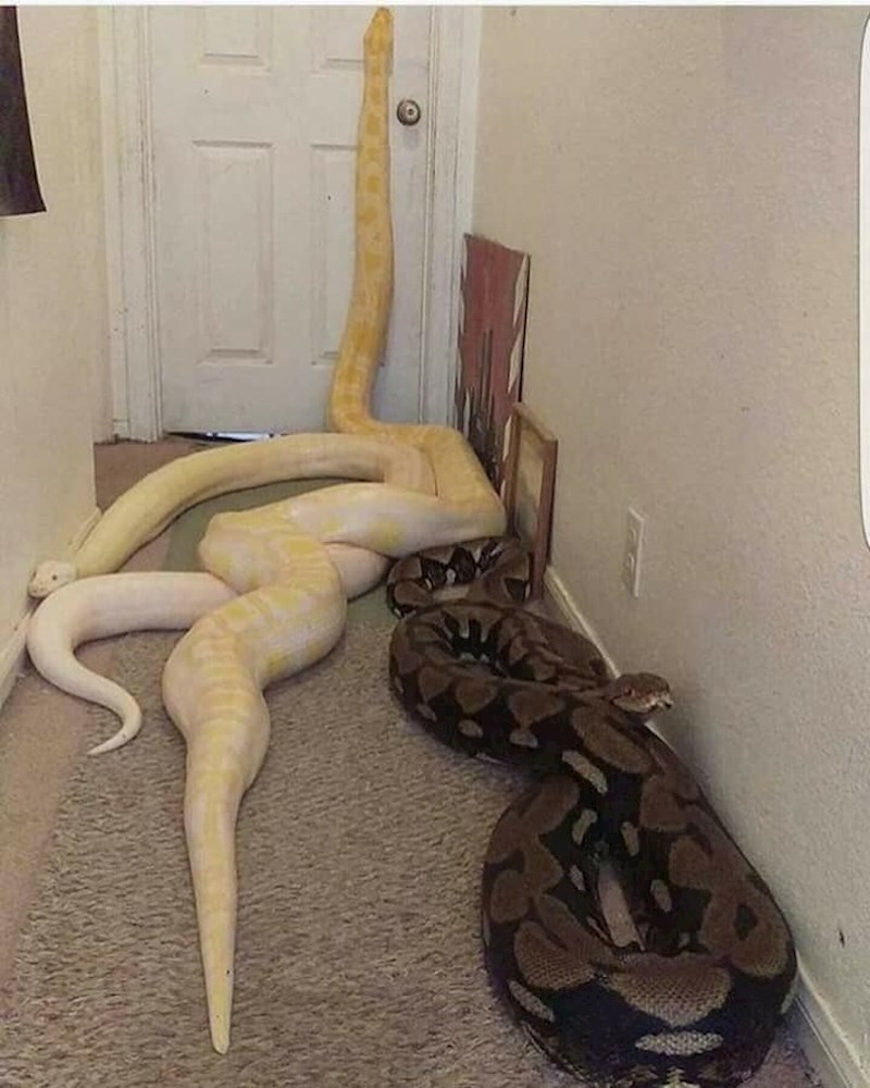 Vjerojatno bismo zapalili kuću i pobjegli u drugu državu. Island vjerojatno.