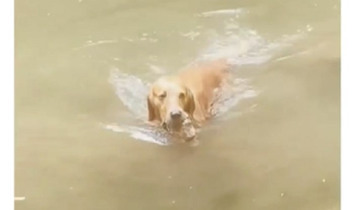 Ovaj pas izbezumi se svaku put kad vidi vodu jer ima jedan jako čudan hobi; presmiješan je!