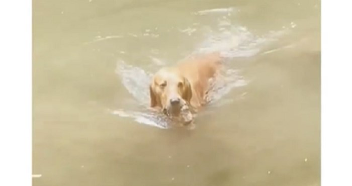 Ovaj pas izbezumi se svaku put kad vidi vodu jer ima jedan jako čudan hobi; presmiješan je!