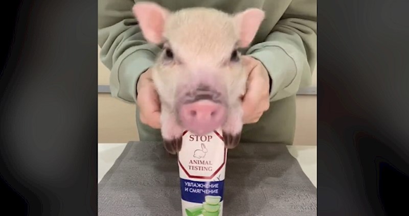 Ljubimci na TikToku rekli su "Dosta!" testiranju kozmetičkih proizvoda na životinjama; video je hit!