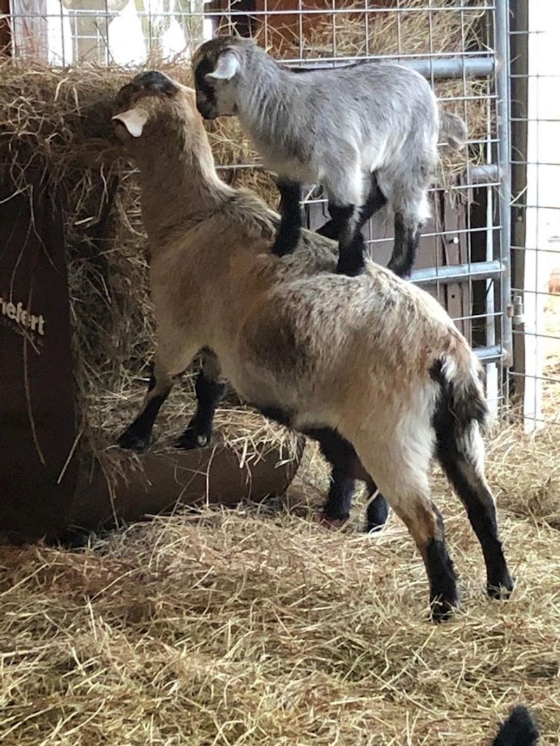 Popet će mi se na vrh glave jedan dan