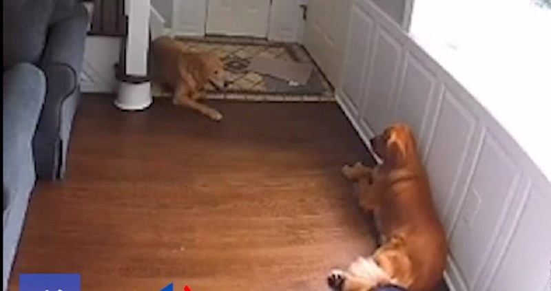 Pogledajte koji kućanski uređaj zadaje strašne glavobolje ovim ljubimcima; snimke su presmiješne!