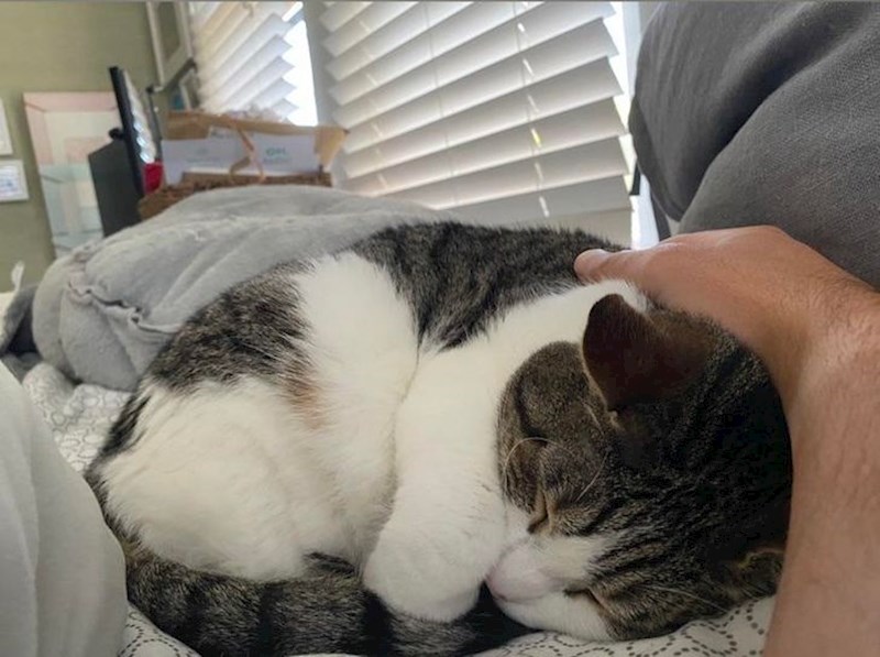 Probudio sam se iz popodnevnog sna jer sam napipao nešto čudno. Sada očito imam mačku!