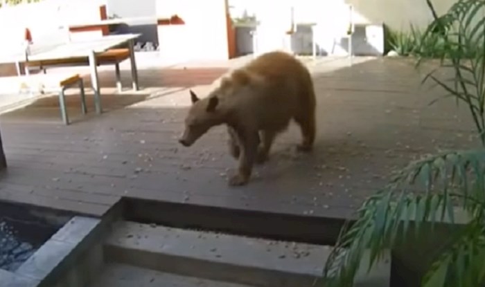 VIDEO Medvjed im ušao u kuću, ali nije računao na ovakve čuvare; morate vidjeti tko ga je potjerao
