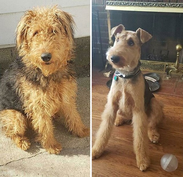 Otis prije i nakon frizerskog tretmana