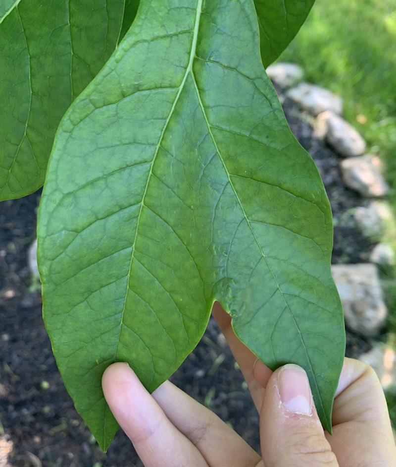 Ovo je, i dalje, jedan list!