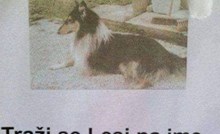 Tipu je odlutao pas, oglas u kojem ga traži postao je hit zbog jednog detalja; ovo morate vidjeti!