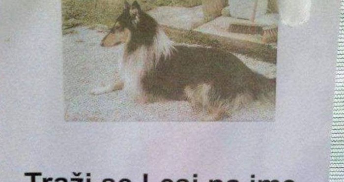 Tipu je odlutao pas, oglas u kojem ga traži postao je hit zbog jednog detalja; ovo morate vidjeti!