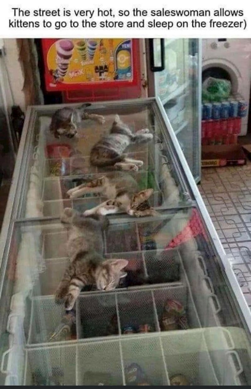 4. Vlasnik ove trgovine dopušta uličnim životinjama da se dođu rashladiti kod njega