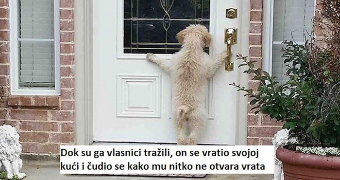 19 puta kada su se nestali psi vratili svojim vlasnicima; ovo je tako dirljivo!