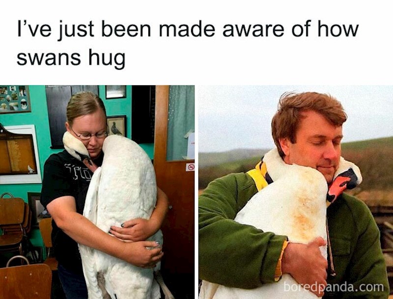 9. Ovako se grle labudovi