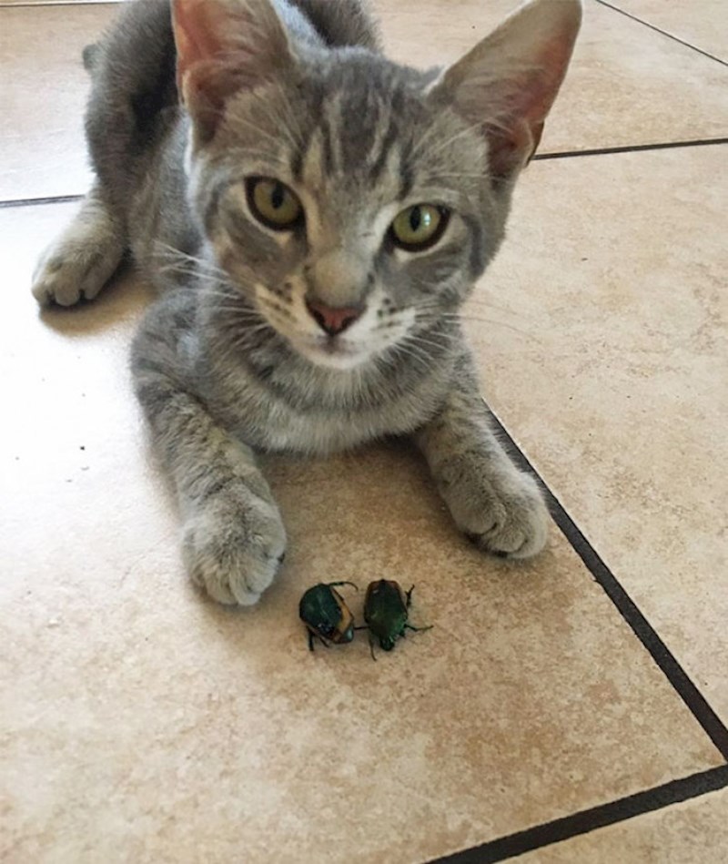 16. Svaki dan je drugi insekt na redu