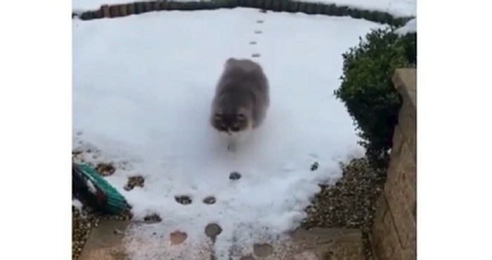 Nakon ovog videa jasno je zašto hod po modnoj pisti zovu "cat walk"; ili kada maca ne voli snijeg