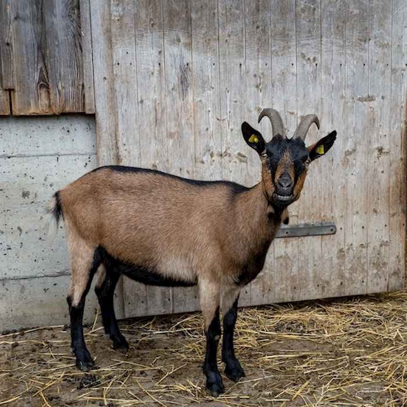 "Zanimljivo kako koza ostane koza na farmi, a u divljini se pretvori u jelena". Nisam se ni trudila objašnjavati da to nema veze sa zdravim razumom.
