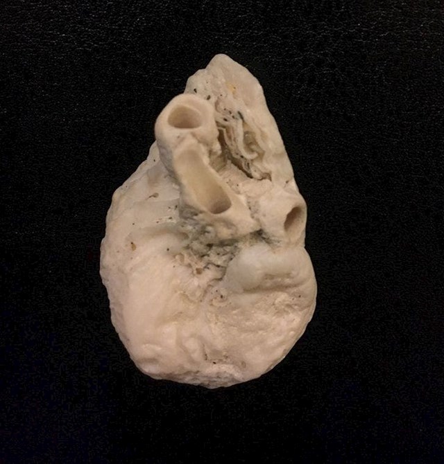 Vjerovali ili ne, ovo je školjka u obliku ljudskog srca