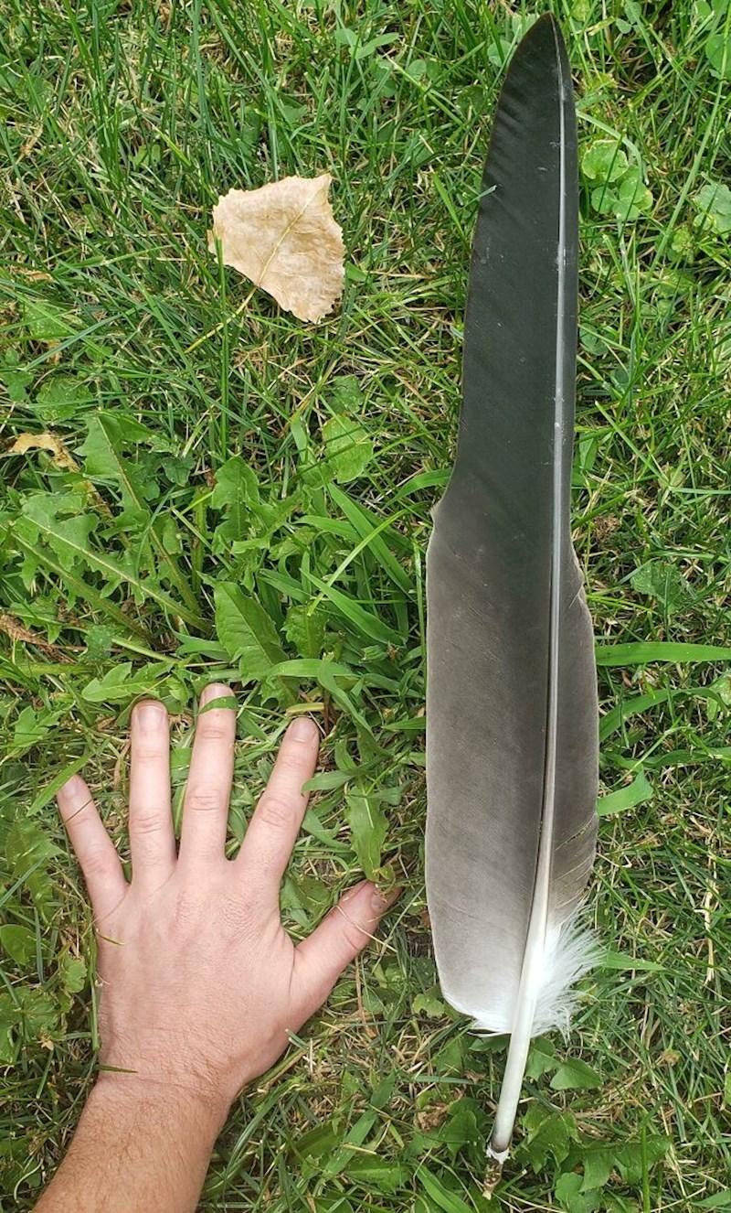 Tip je našao ogromno pero orla