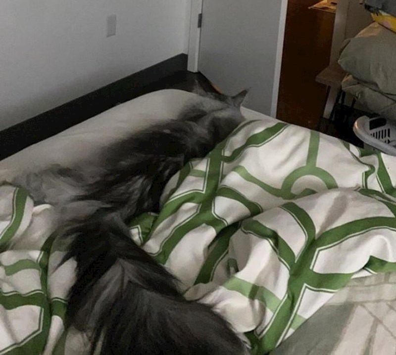 Maca s prozirnom glavom