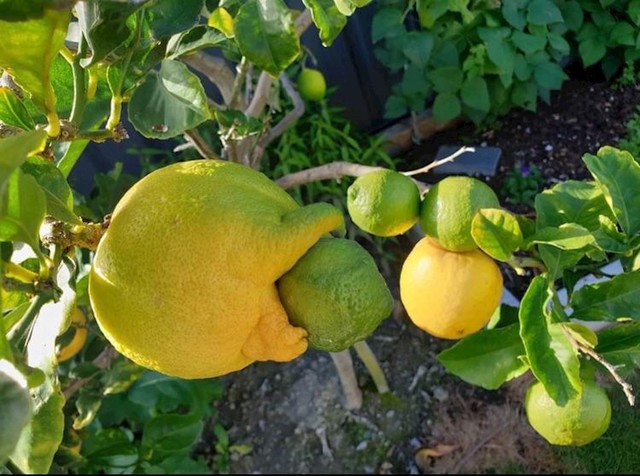 Fascinantno i nelagodno istovremeno, zar ne?