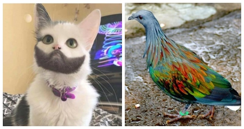 17 fotki životinja koje su osvojile jackpot u naslijeđenim genima; nešto predivno!